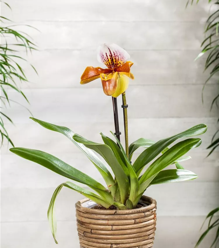 Sabot de Vénus 'Americana'
