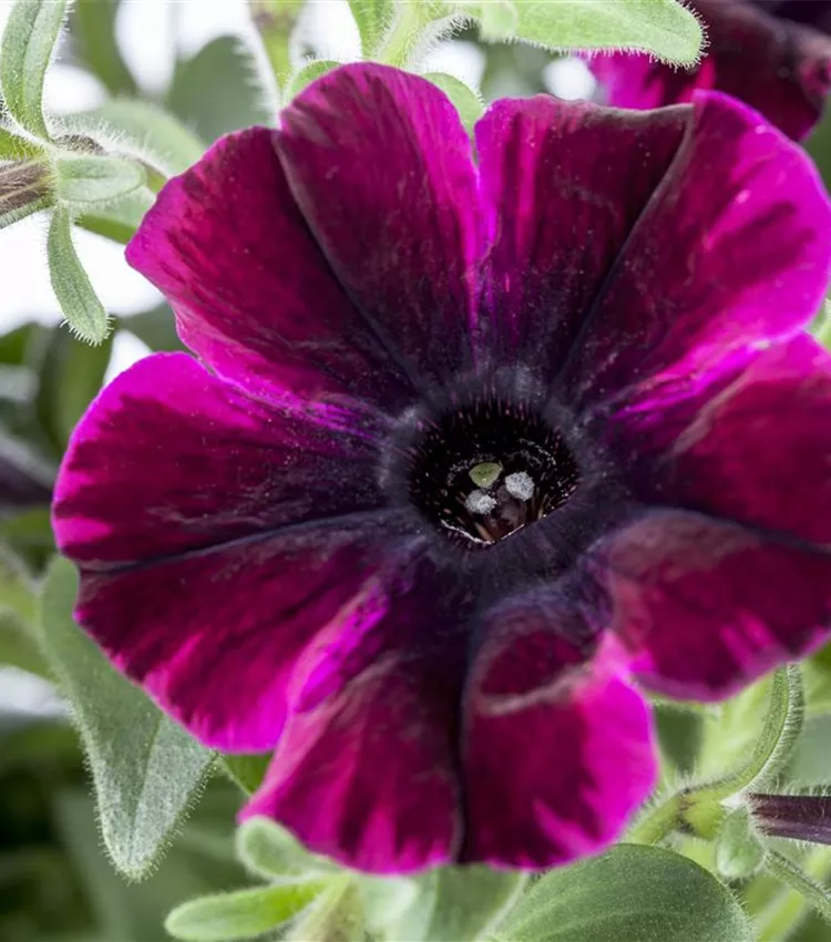 Pétunia