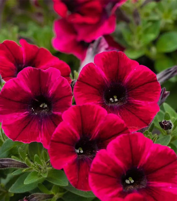 Pétunia