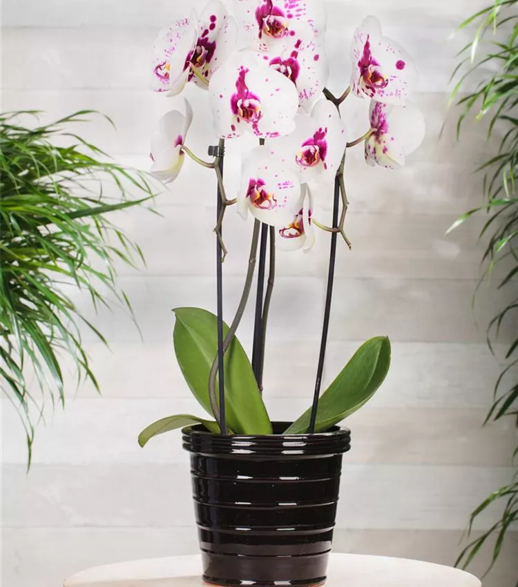 Schmetterlingsorchidee 'Big Star'