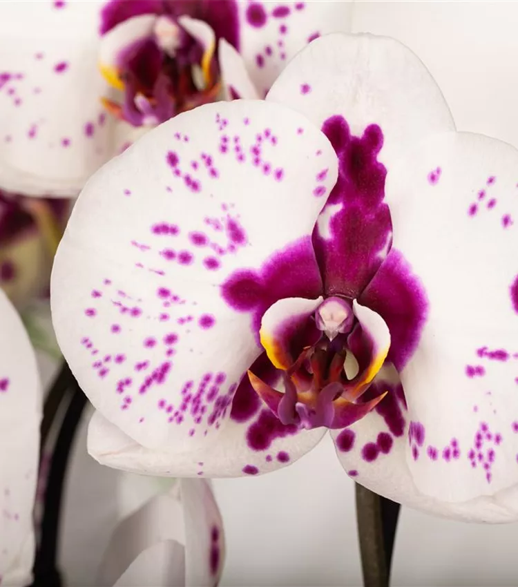 Schmetterlingsorchidee 'Big Star'