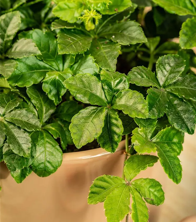 pinnatum albo variegata Epipremnum Pinnatum Albo-Variegata