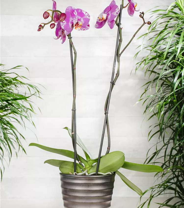 Orchidée papillon