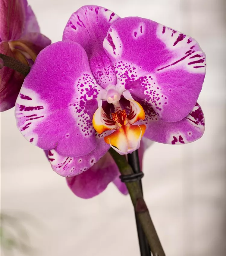 Orchidée papillon