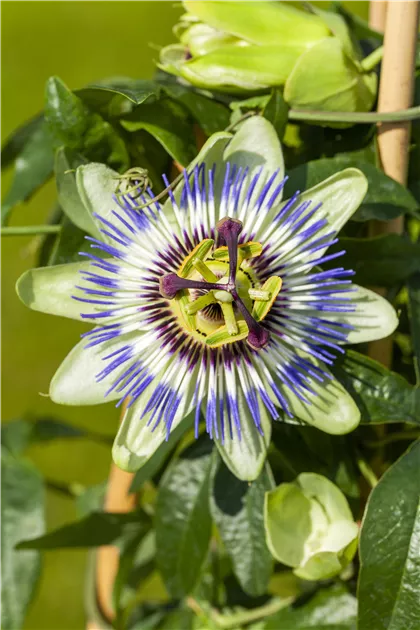 Passiflora caerulea - Passiflore bleue - Génial Végétal