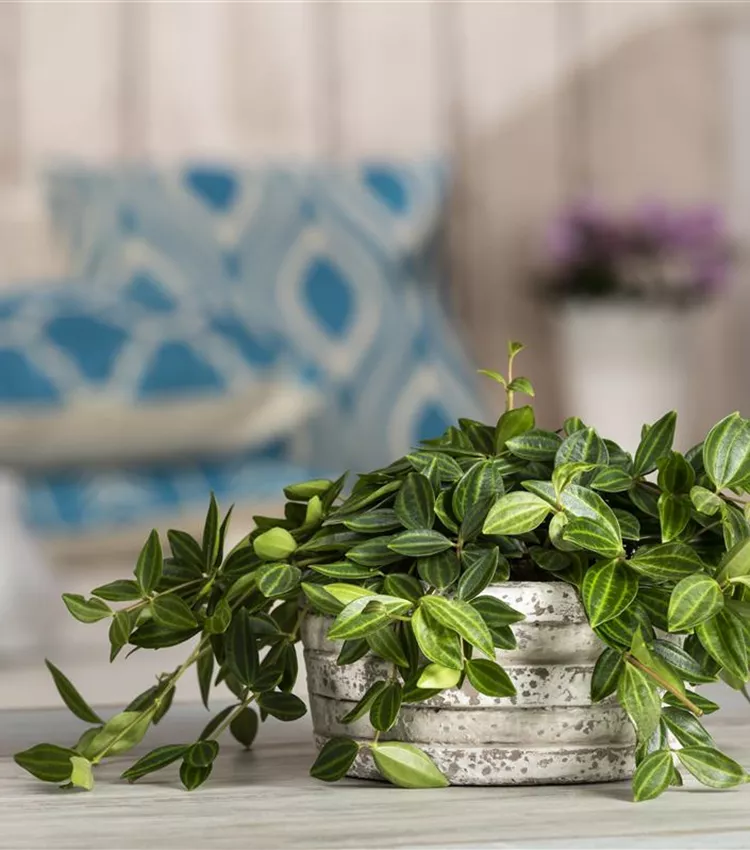 Peperomia angulata, Zierpfeffer | RICOTER Erdaufbereitung AG