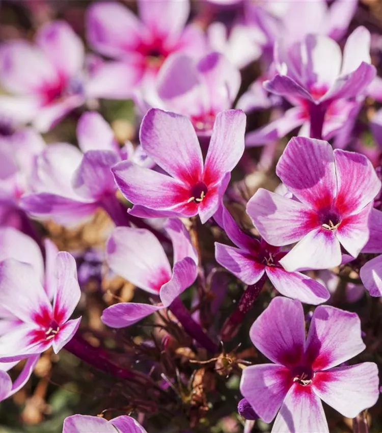 Hohe Garten-Flammenblume 'Early® Purple Pink Eye'