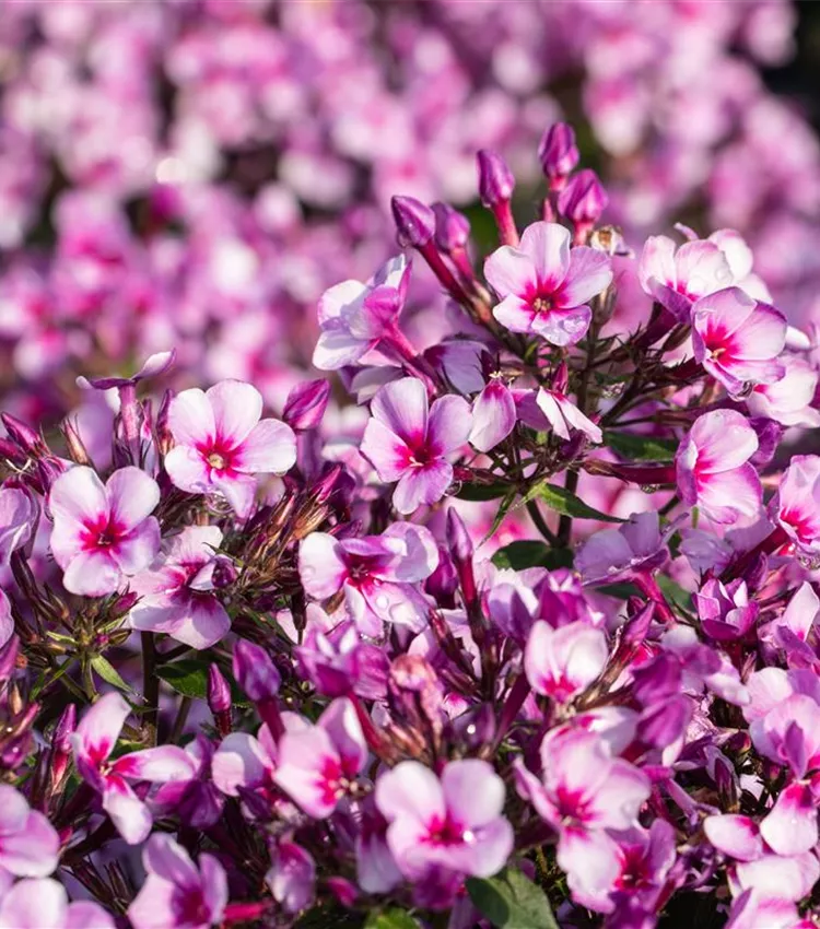 Hohe Garten-Flammenblume 'Early® Purple Pink Eye'