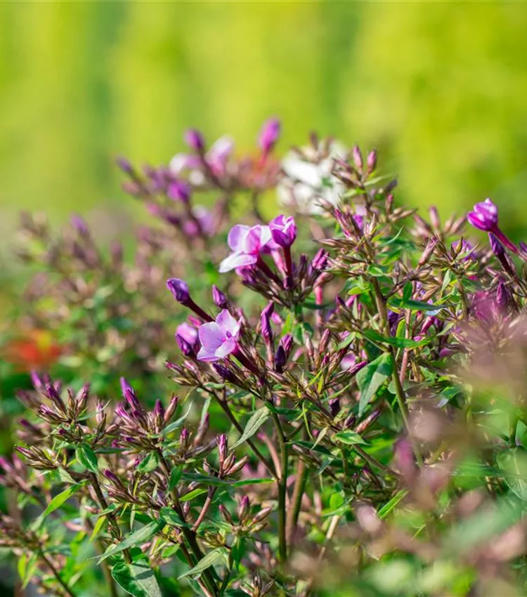 Hohe Garten-Flammenblume 'Early® Purple Pink Eye'