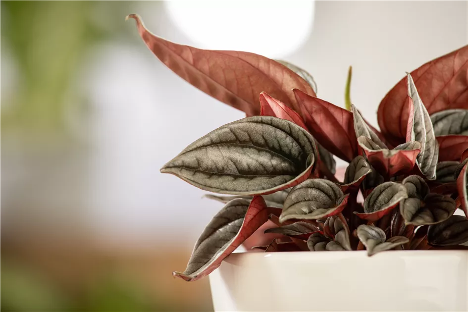 Peperomia caperata 'Rosso', Pfefferpflanze 'Rosso' | RICOTER  Erdaufbereitung AG