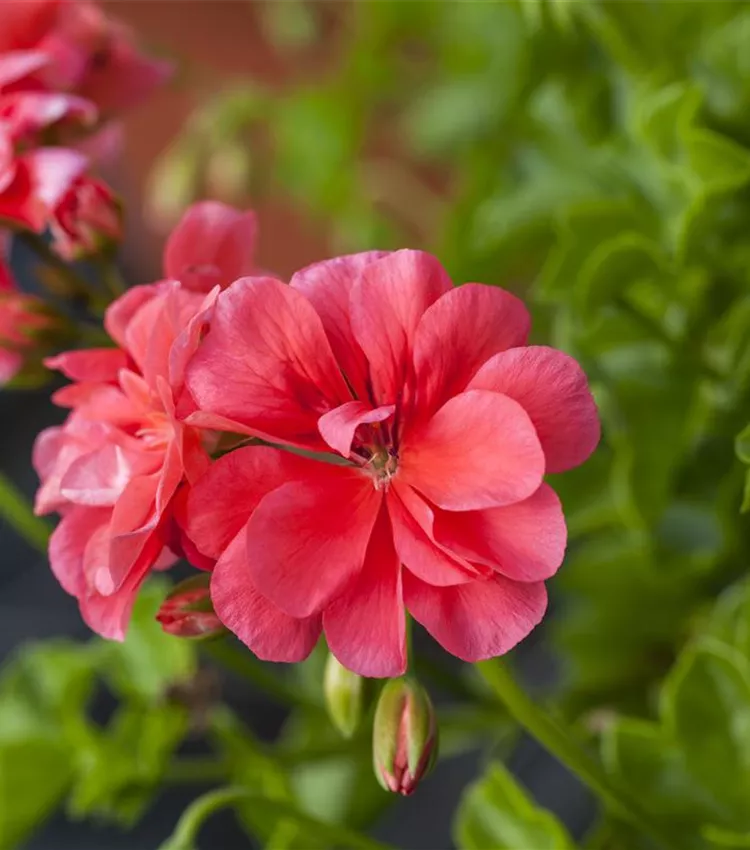 Géranium