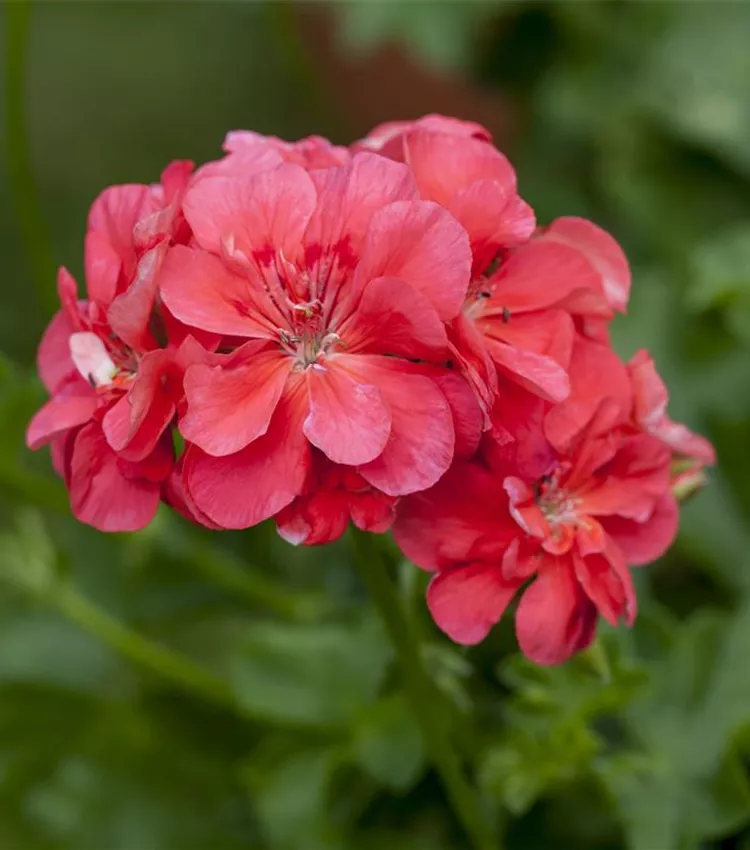 Géranium