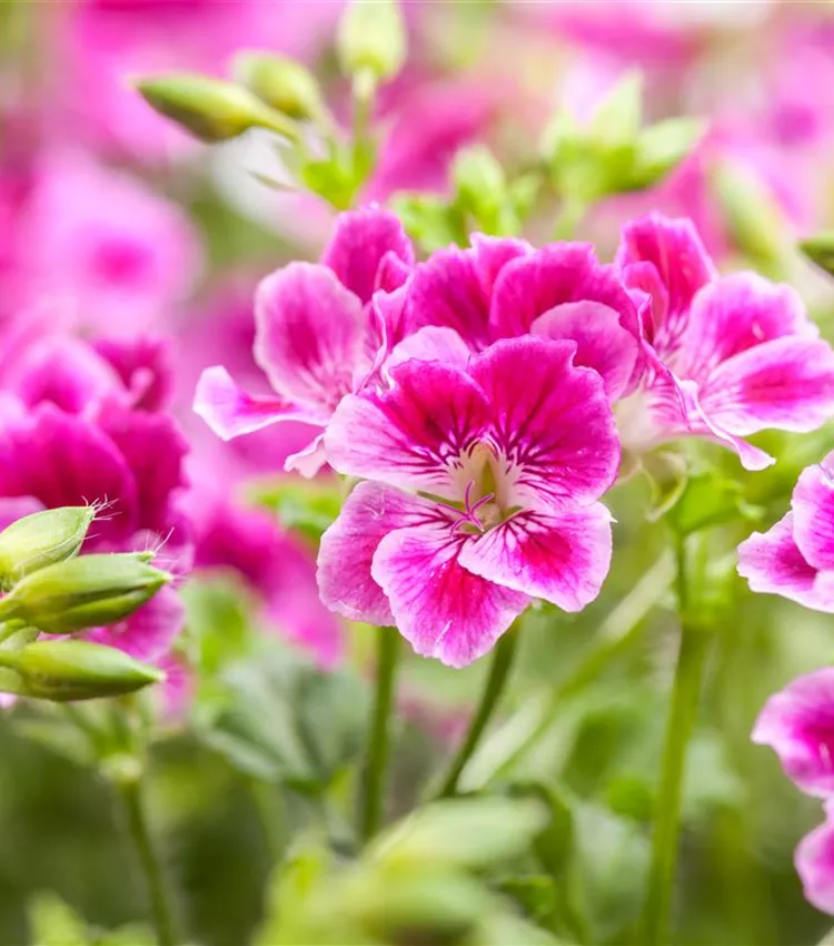 Zitronenduftpelargonie