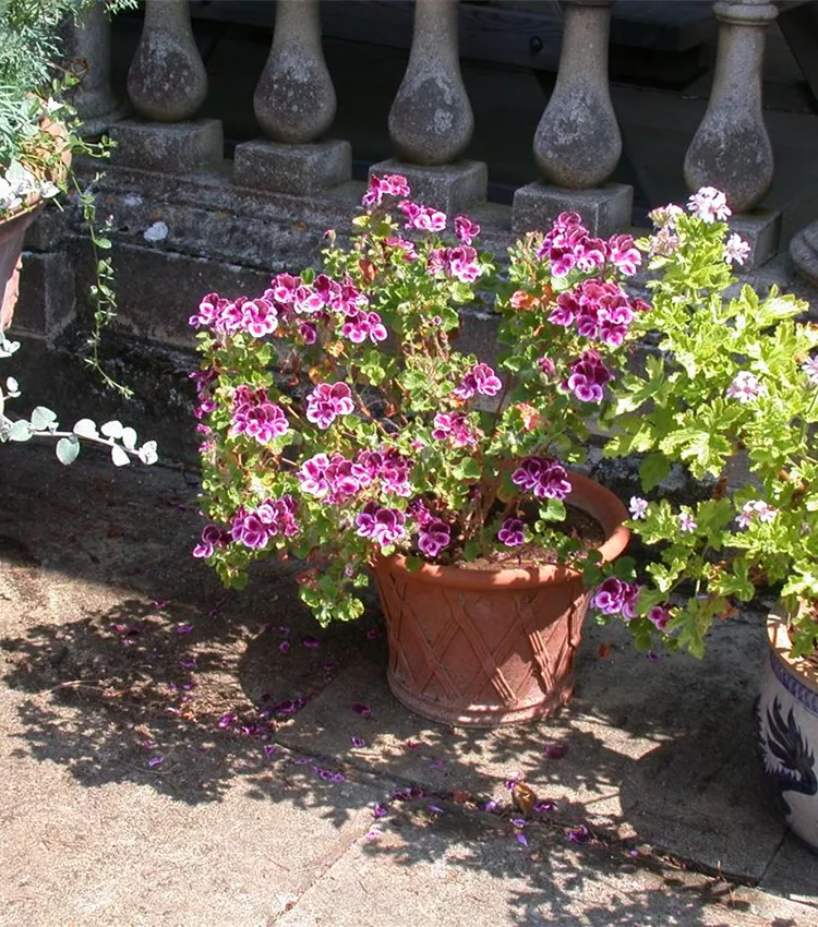 Zitronenduftpelargonie