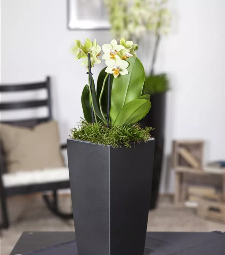 Orchidée papillon