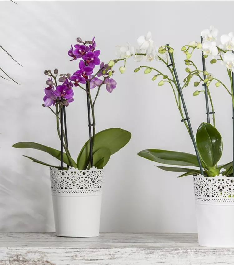 Orchidée papillon