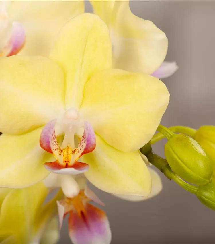 Kleinblumige Schmetterlingsorchidee