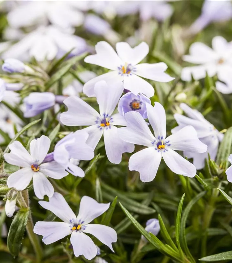 Moss phlox