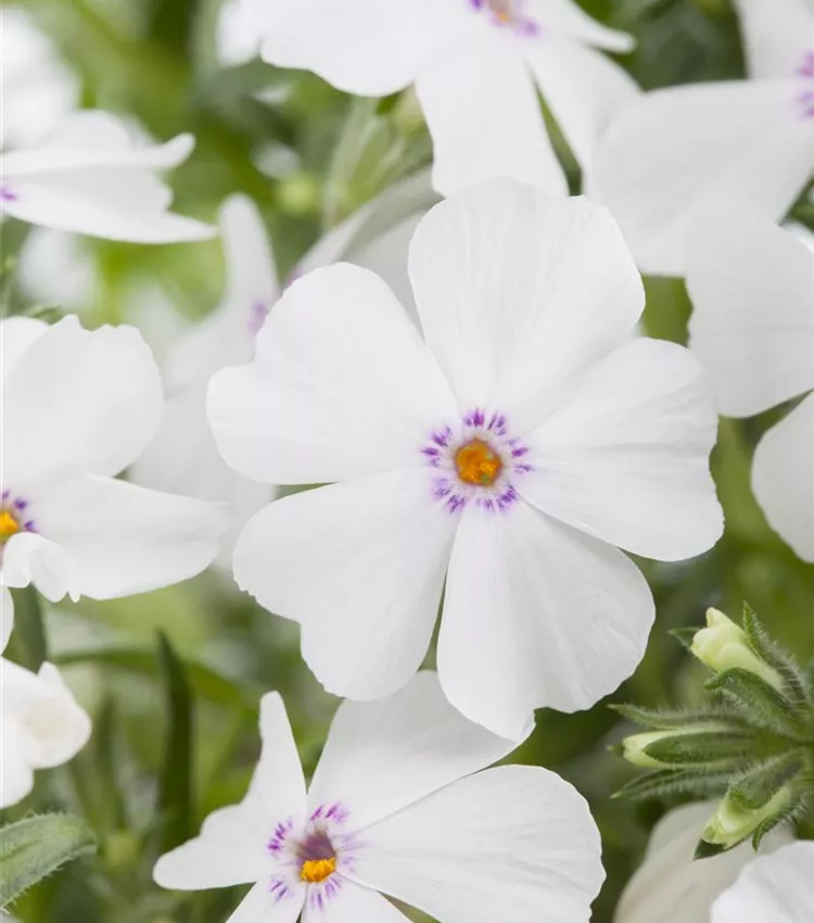 Moss phlox