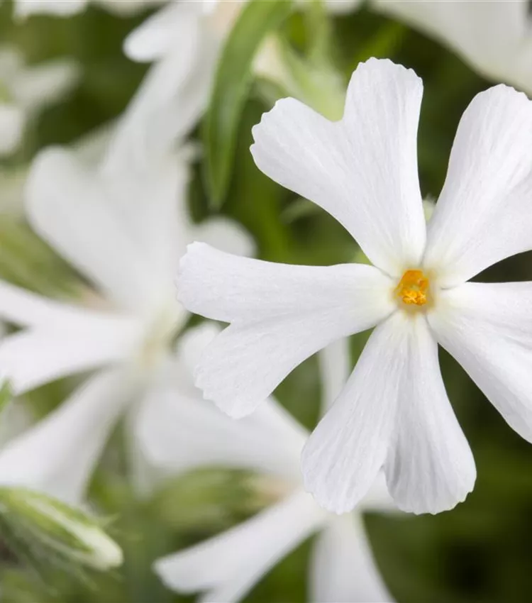 Moss phlox