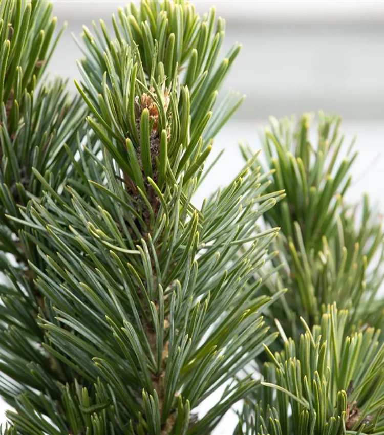 Bristlecone Pine