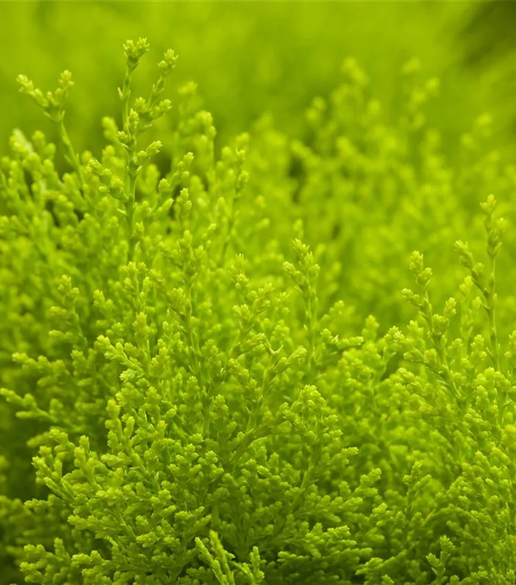 Arbre de Vie 'Aurea Nana'