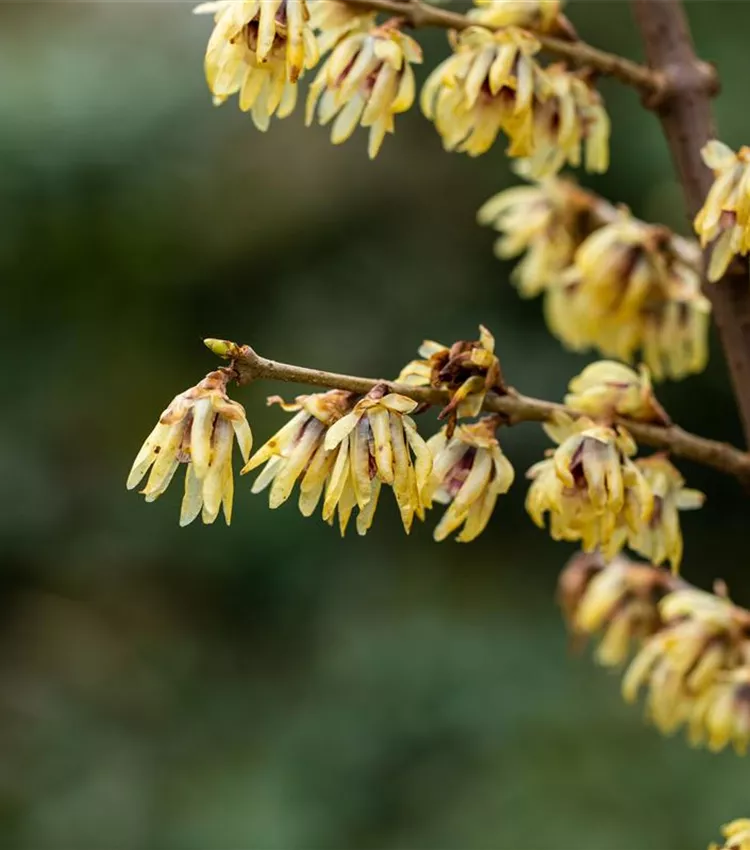 Chimonanthe