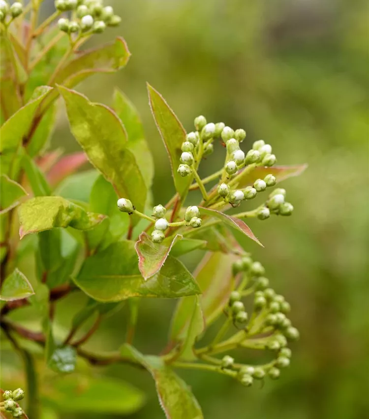 Photinia davidiana, Funkenblatt | RICOTER Erdaufbereitung AG