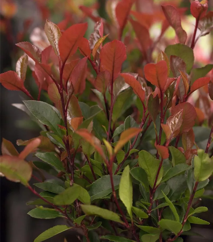 Glanzmispel 'Little Red Robin'