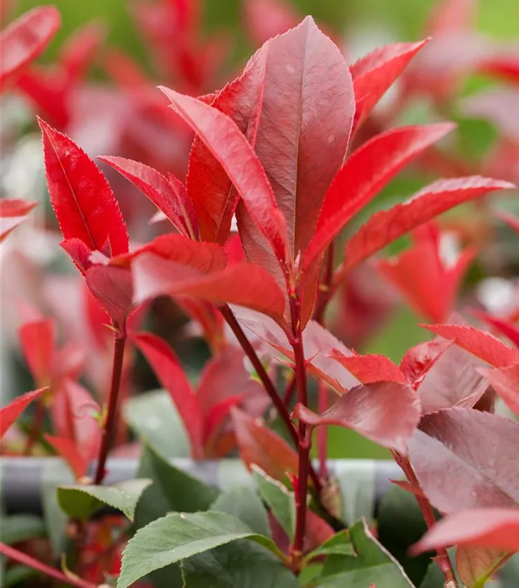 Photinia