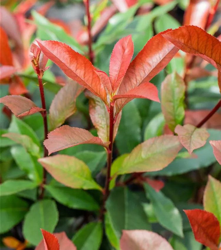 Photinia