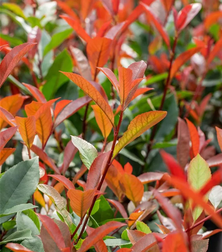 Photinia