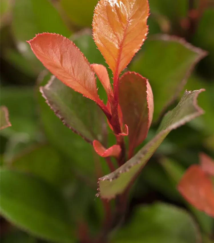 Glanzmispel 'Little Red Robin'