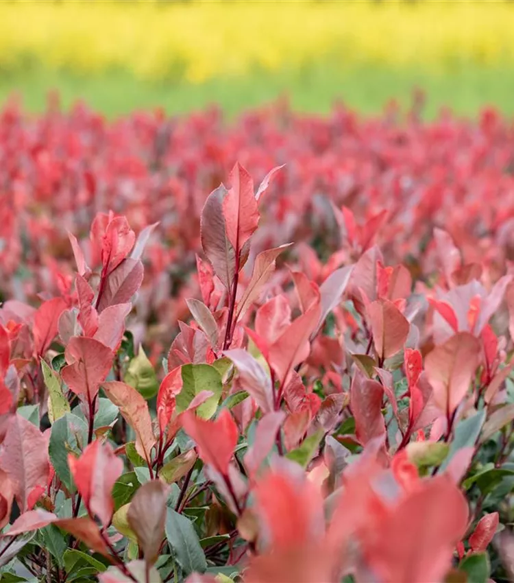 Glanzmispel 'Little Red Robin'