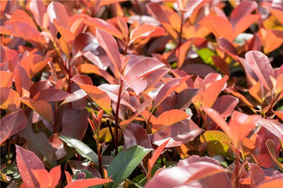 Photinia fraseri 'Red Robin', Glanzmispel 'Red Robin' | RICOTER  Erdaufbereitung AG