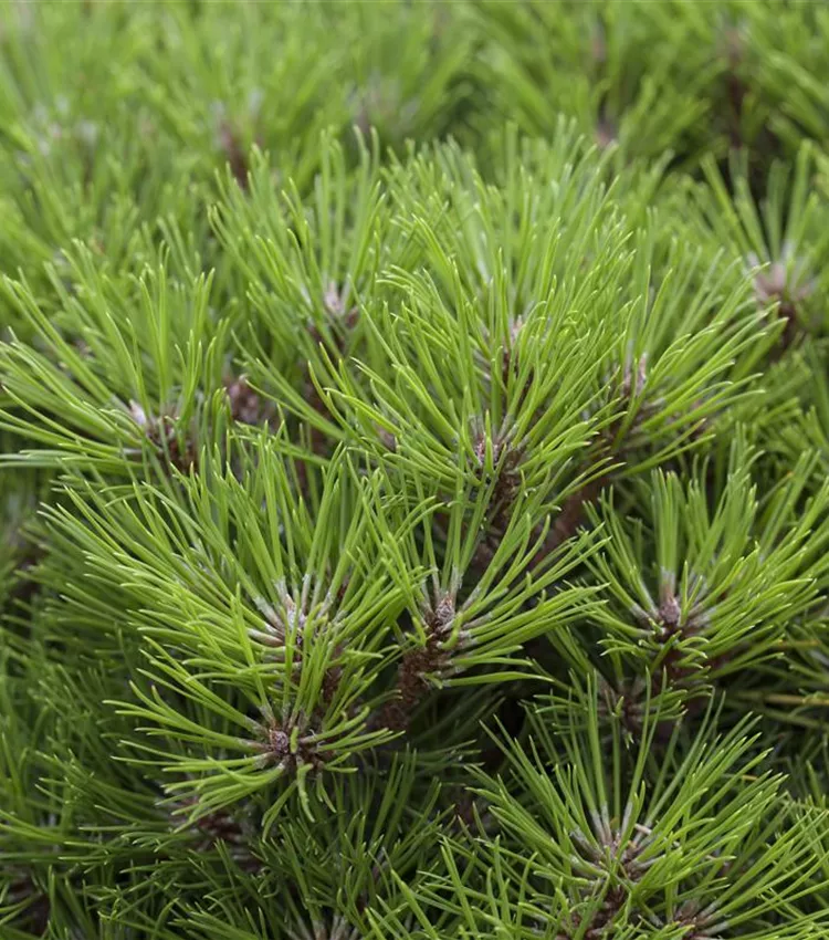 Pin 'Marie Brégeon'