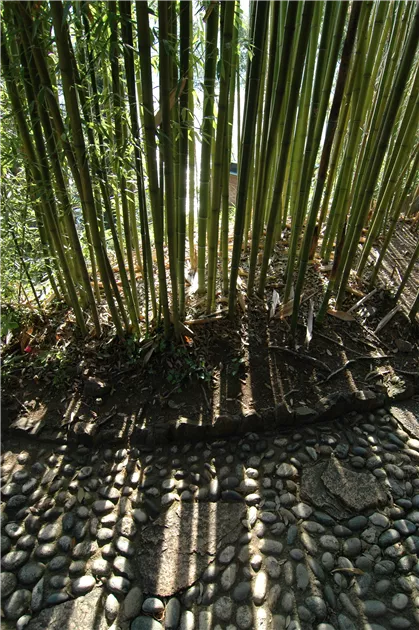 Phyllostachys viridiglaucescens, Grner Pulver Bambus | RICOTER  Erdaufbereitung AG