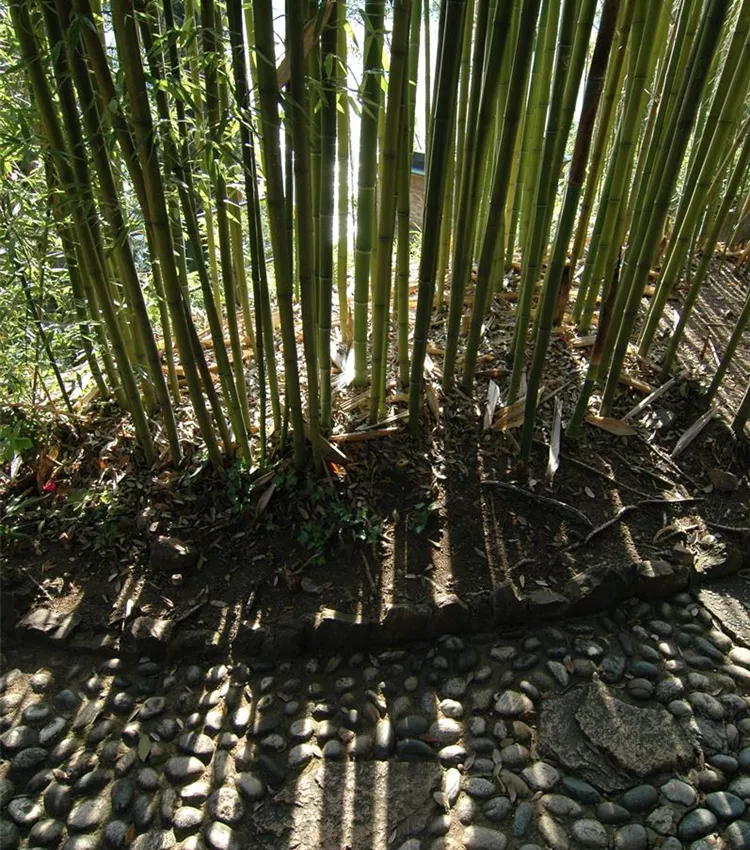 Phyllostachys viridiglaucescens, Grner Pulver Bambus | RICOTER  Erdaufbereitung AG