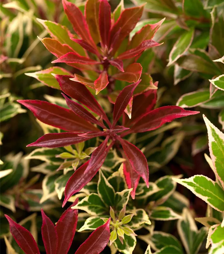 Piéris 'Flaming Silver'