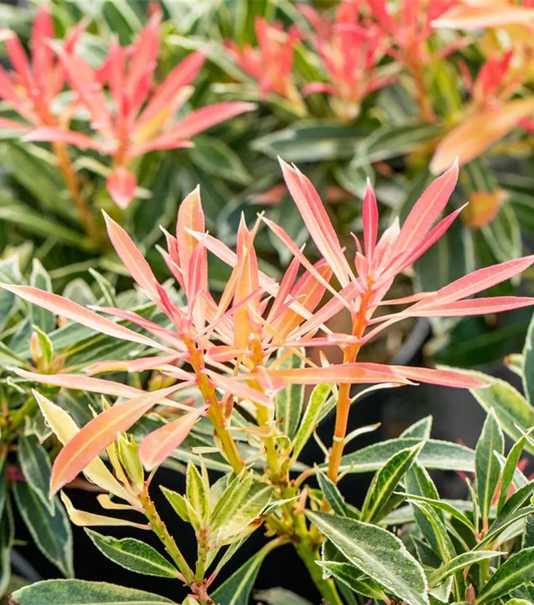 Piéris 'Flaming Silver'