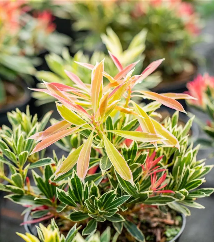 Piéris 'Flaming Silver'