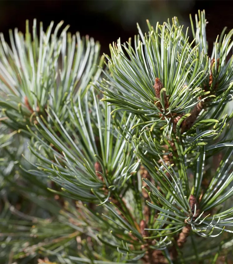 Pin nain de Sibérie Pin nain de Sibérie