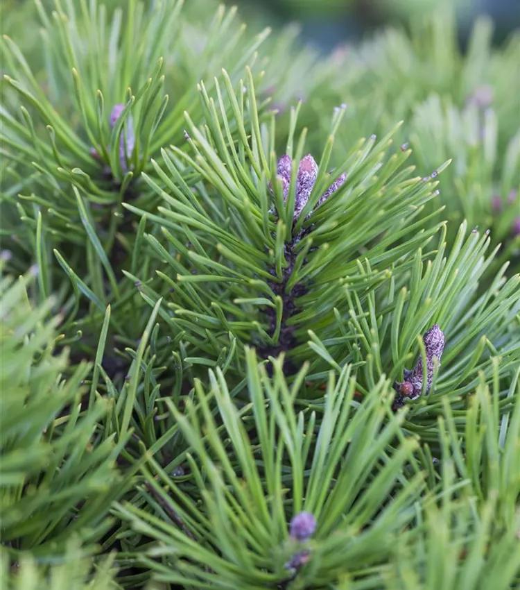 Pin nain de Sibérie Pin nain de Sibérie