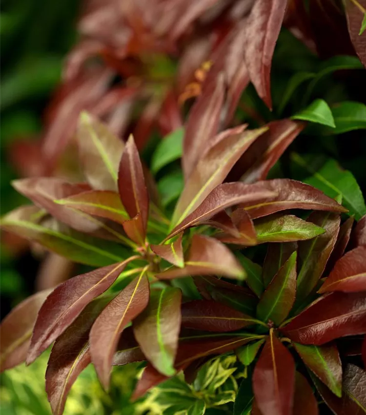 Schattenglöckchen 'Katsura'