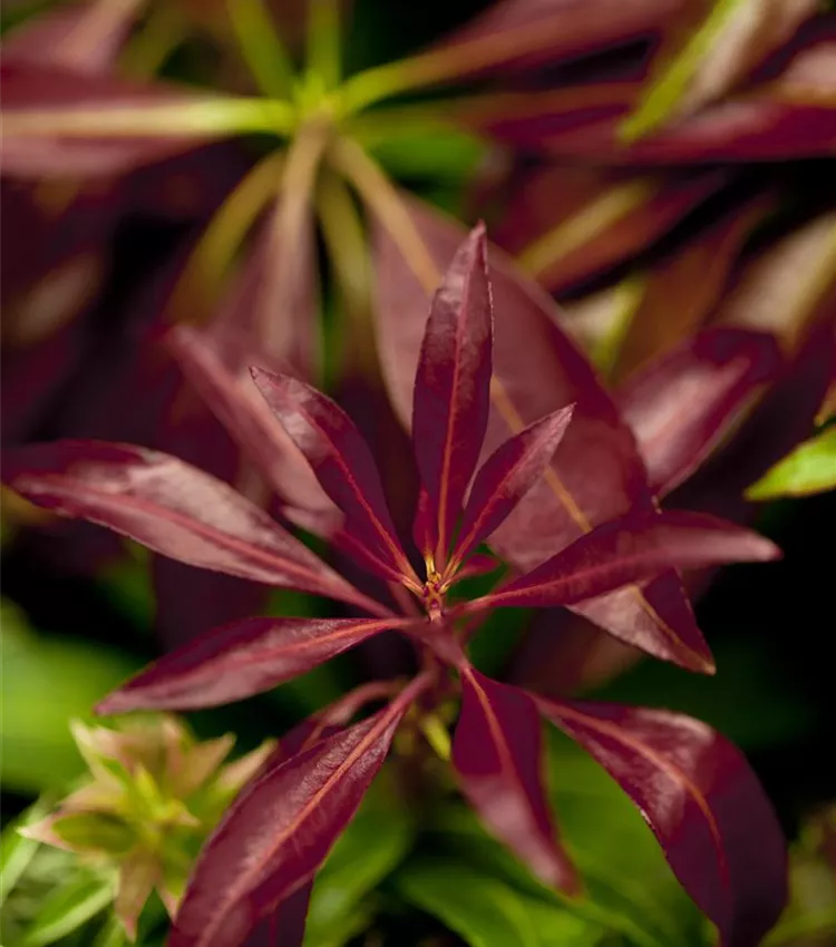 Schattenglöckchen 'Katsura'