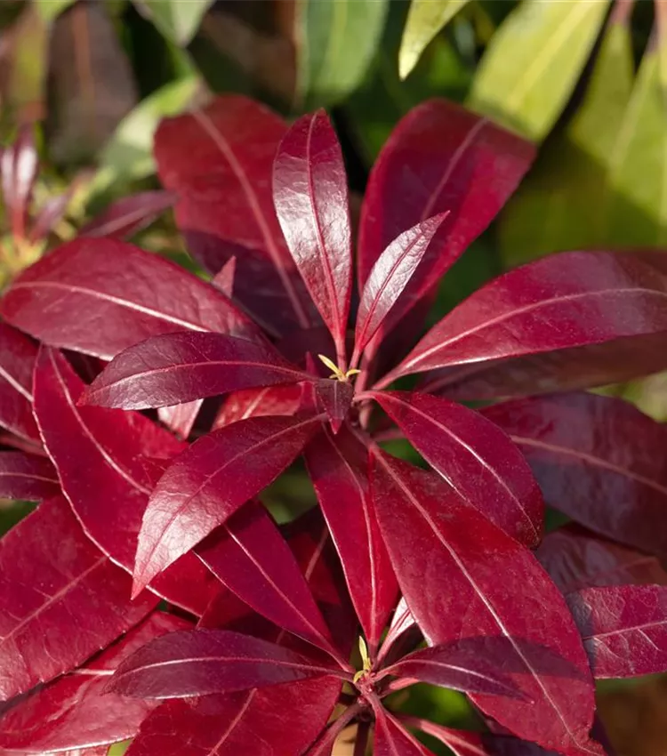 Schattenglöckchen 'Katsura'