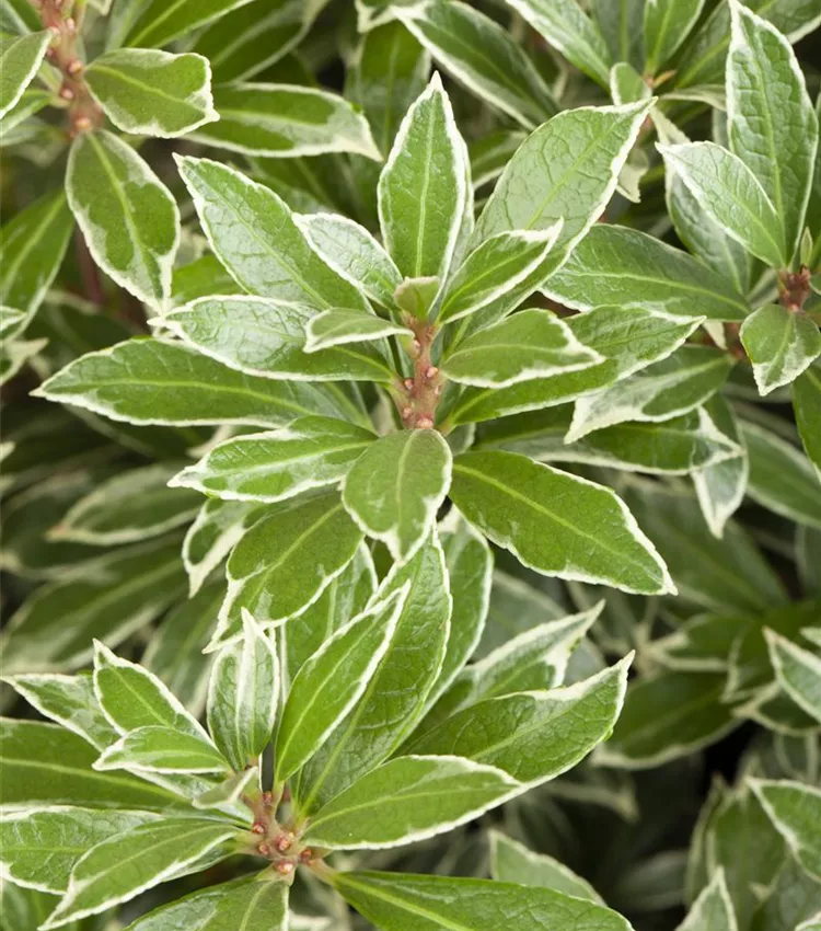 Piéris 'Little Heath'