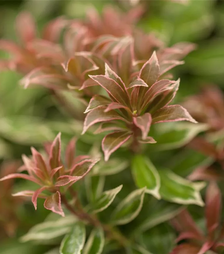 Piéris 'Little Heath'