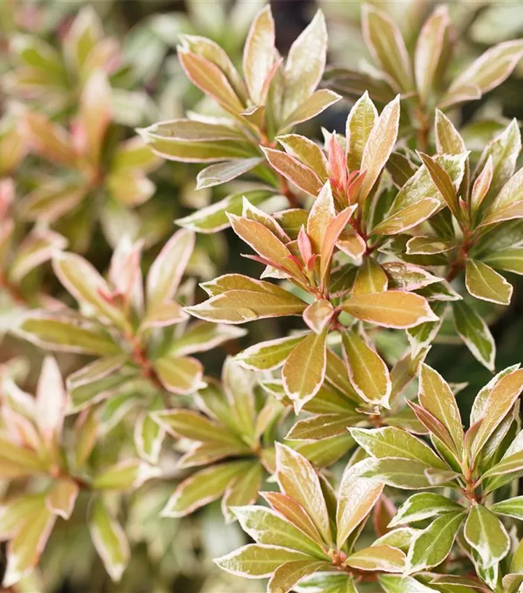 Piéris 'Little Heath'