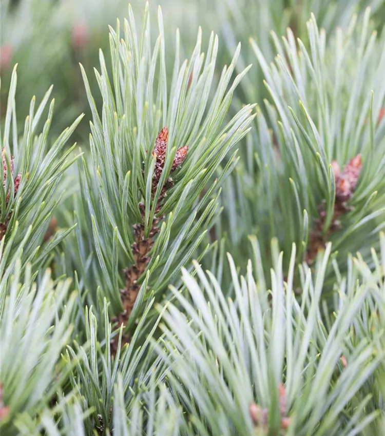 Pin sylvestre 'Martham'